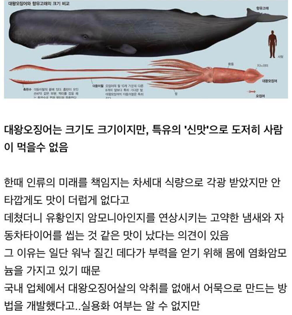 우리가 대왕 오징어라고 알고 먹는 오징어 6